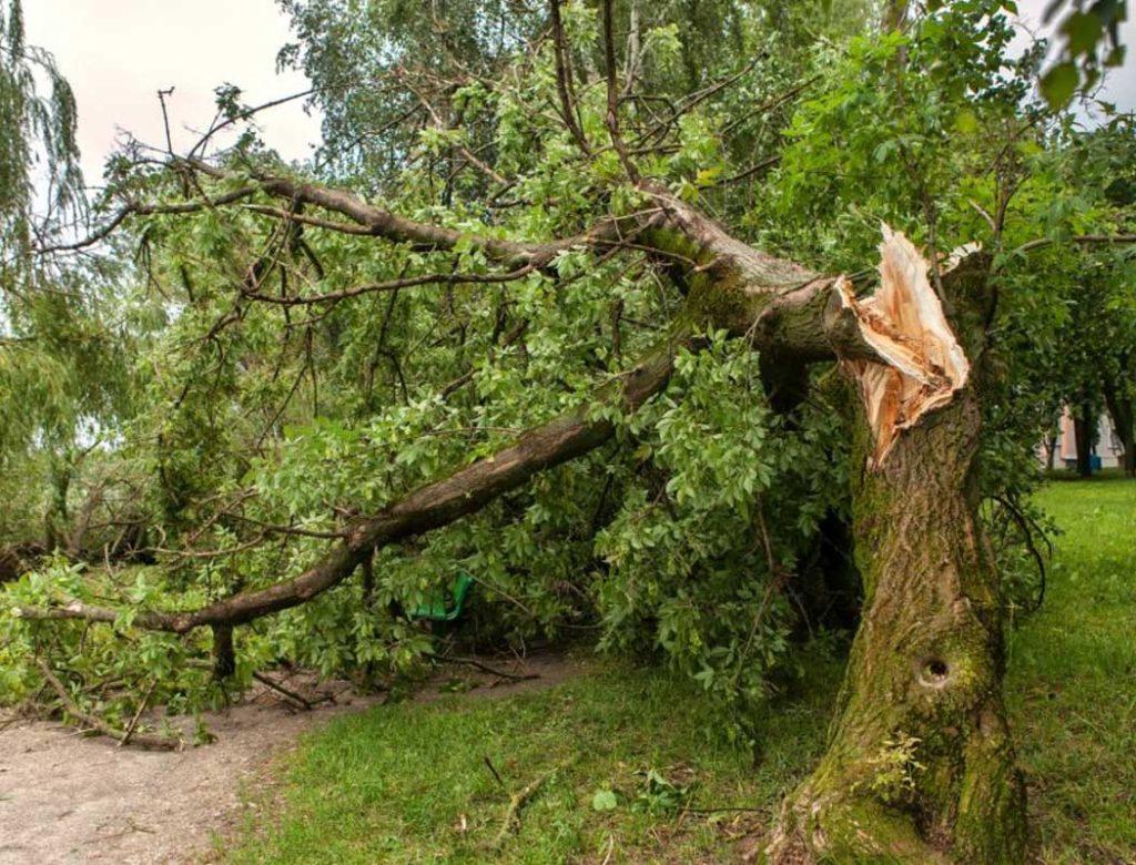 Emergency Tree Services Minnetonka