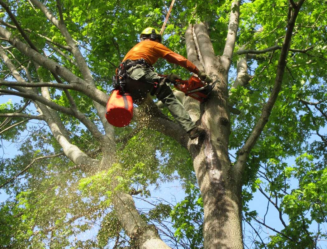 Lot Clearing Services Minnetonka
