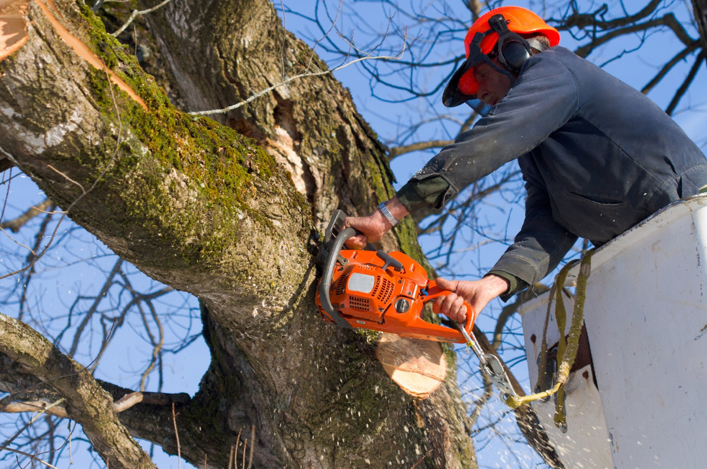 Tree Assessment and Trimming Minnetonka